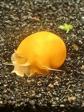 Golden Mystery Snails 6-Pack Freshwater Live Snail Aquarium Fish Food Tank Pond