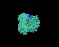 WYSIWYG Neon Green Frogspawn Live LPS Frag Coral Saltwater Reef Aquarium