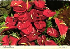 Vintage Postcard 4x6- ANTHRIUM BLOSSOMS, HI. 1960-80s