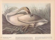 Audubon 1942 Vintage Bird #376 "Trumpeter SWAN" Full Color Art Plate Lithograph