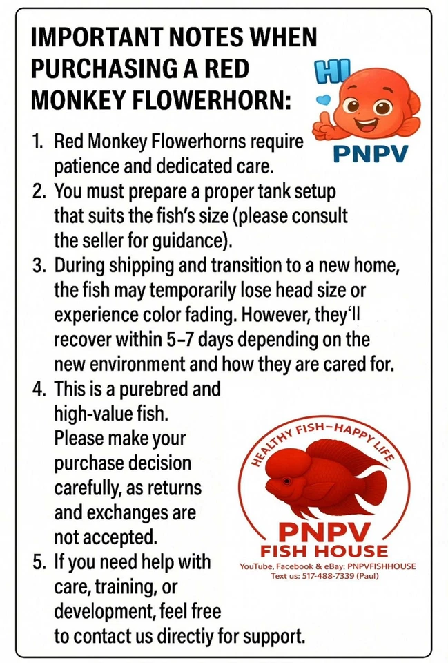 Premium Flowerhorn - Kamfa Golden Base 6 inches - Overnight USA Shipping - Image 4 of 4