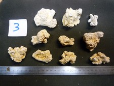 CORAUX - CORAIL  B - DIPLHELIA RARISTELLA LOT N°03 X 10 - FOSSILE DU B.PARISIEN