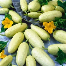 - 40+ Seeds Cucumber Angel - Vegetable White