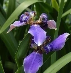 Walking Iris | 3 Gallon | Neomarica gracilis | Evergreen Foliage | Long Blooming