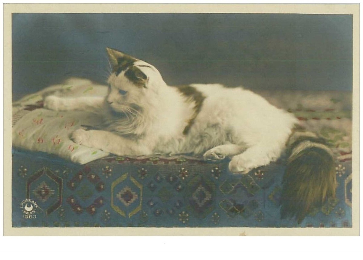 Cats No. 14579 Long Cat | eBay
