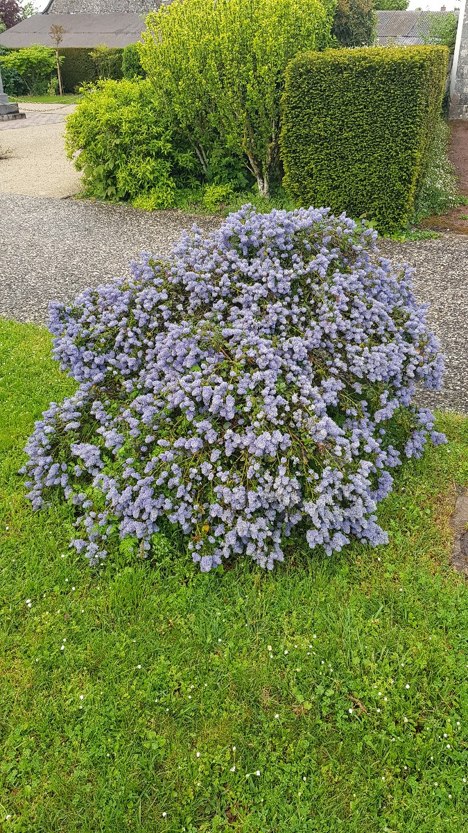 Ceanothus thrysiflorus Repens au feuillage persistant vert brillant et fleurs bleues