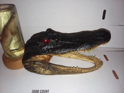 Alligator Head Real Gator 10'', 6-inch Baby Shark In A Jar