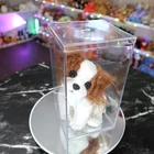 Ty Beanie Baby - Regal the Dog | MWMT - New Mint Tags | Rare | Vintage