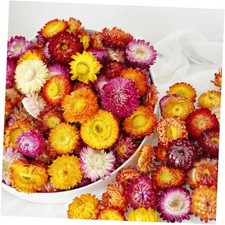 Natural Dried Daisy Flowers Heads - 30 40 Pcs Gerbera Daisies Real Sunflowers