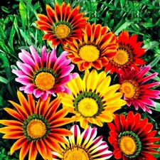 Showy Gazania Flower Mix Perennial 100+ Seeds for Planting small, Multicolor