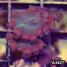 Item#A3427SP3427(S) WYSIWYG Aussie Ultra Unique Turbinaria Heronensis Frag