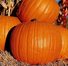 10 Pumpkin Seeds - Connecticut Field ----- Perfect Jack-O-Lantern