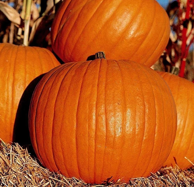 #ad #ad 10 Pumpkin Seeds Connecticut Field Perfect Jack O Lantern $2.99