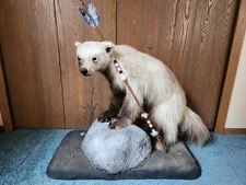 Life Sized Wolverine Taxidermy Mount (Great For Michigan Fan)
