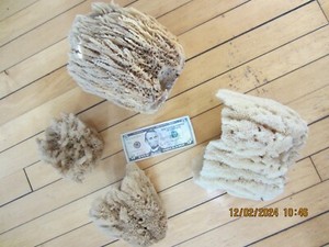 4 natural sponges for bathing or air plants or painting.