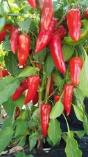 Pepper Red Mini Horn Plug Plants Grow Your Own Vegetables Ready to Plant Now