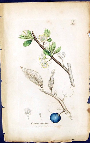 Antique Old Print Prunus Insititia British Plants Botany 1847 Sowerby Smith