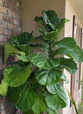 Ficus Lyrata 'Fiddle Leaf Suncoast' (two starter plants)