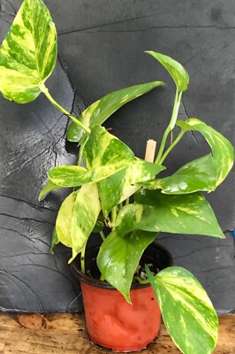 GOLDEN POTHOS INDOOR/OUTDOOR LIVE PLANT 4 rooted cuttings, (4"-6") WOW!  WOW! | eBay