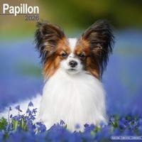 Papillon Calendar 2026 Square Dog Breed Wall Calendar - 16 Month (Us Import)