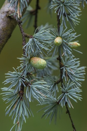 Cedrus deodora (Himalayan/Deodar Cedar) - 10 seeds