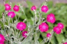 Rose Campion Seeds, Lychnis Coronaria,  200+Seeds (PINKS) Free Shipping