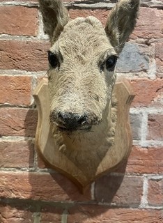 VINTAGE TAXIDERMY ROE DEER HEAD MOUNTED ON SHIELD