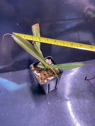 N. (Vent x Sib) x Merrilliana EP Rooted Cutting