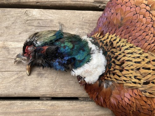 Rooster RINGNECK PHEASANT SKIN No Wings No Tail FLY TYING/Fishing 2nd Quality - Picture 2 of 18
