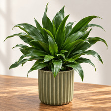 Dracaena fragrans 'Compacta' Houseplant - in 12cm Pot ??