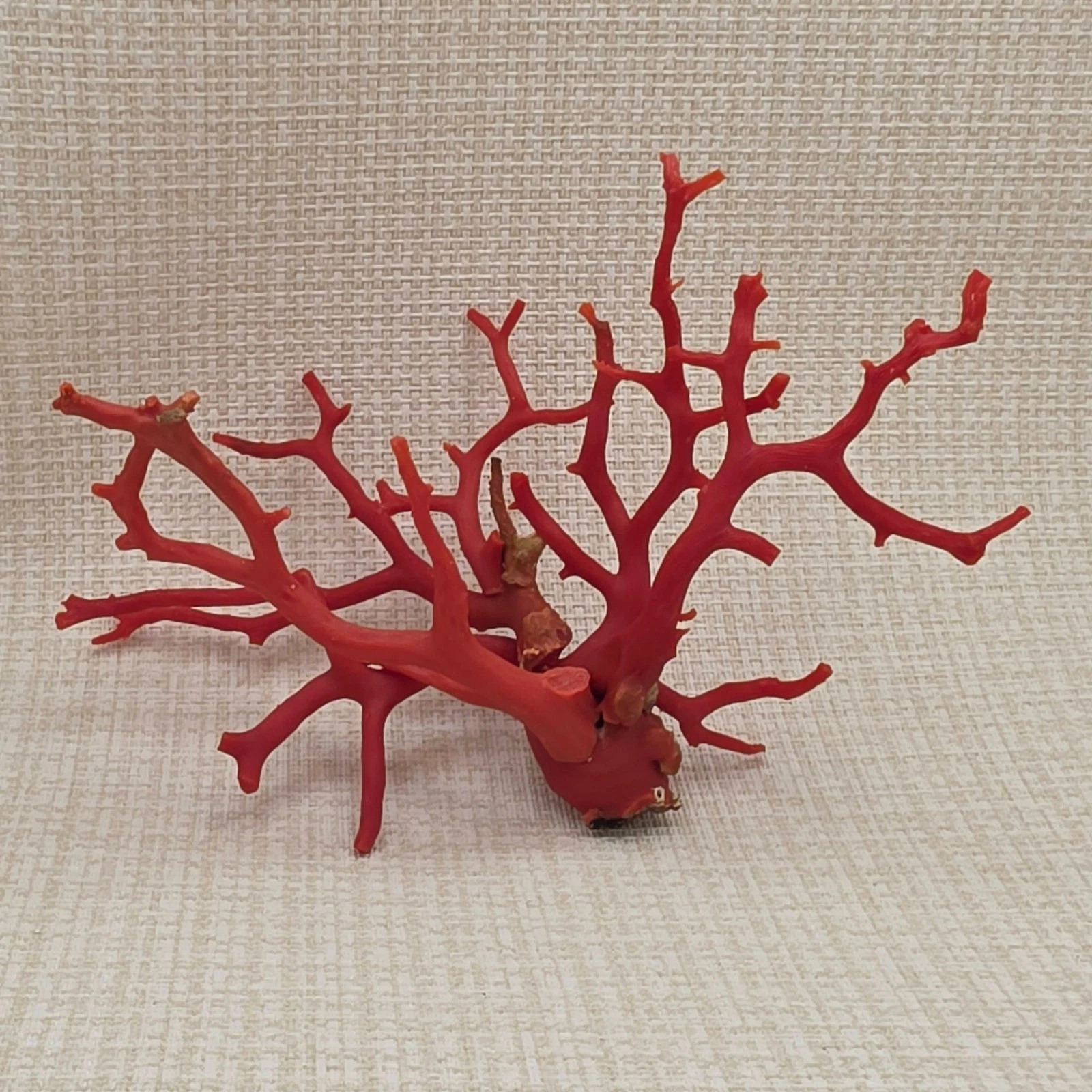 Natural Mediterranean Red Coral Branch Composition
