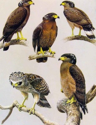 Original alter antiker Druck Adler Falken & Falken Schopfschlange Adler Teller