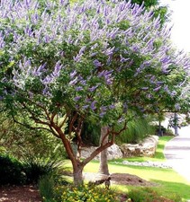 Vitex Texas Lilac Seeds  - vitex, chaste tree, -  160+ Seeds
