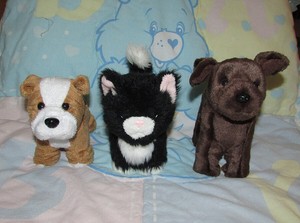 american girl tuxedo cat