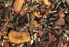 Higgins Dynasty parrot seed mix sunflower seed fruit nuts Macaw African Conure