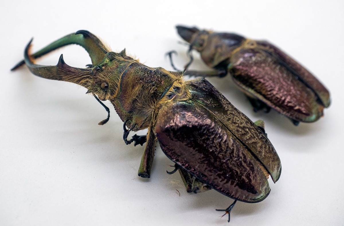 標本 Peru Aegognathus soulai 20mm Guide to New World Scarab Beetles-Lucanidae, Aegognathus soulai