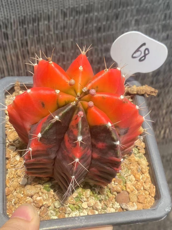 Gymnocalycium mihanovichii variegated Beautiful Cactus seedgrowth ...