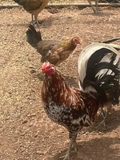 "(10+) LC Pure Spangled Mclean  Chicken Hatching Eggs"