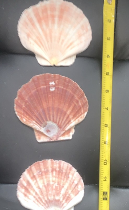 Lot of 3 large Scallop Shells Mixed Colors 4-6 Inch Collectible