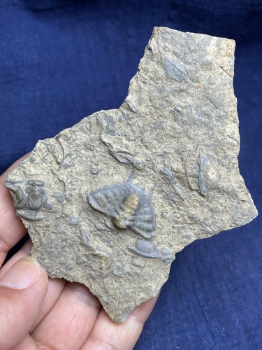 104g natural Cambrian period Blackwelderia Trilobite tail specimen - Picture 8 of 11