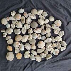 Lot of 3 lbs 4 oz Fossilized Gastropods Pysht Formation, WA USA