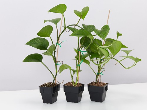 Green Jade Pothos Plant Box - Picture 5 of 6