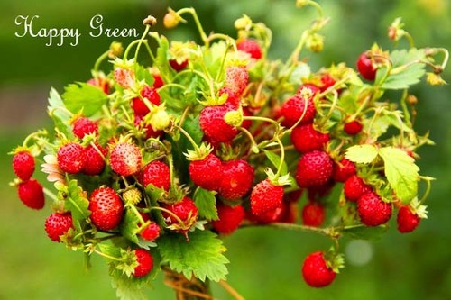WILD STRAWBERRY - Baron Solemacher - 150 seeds - Fragaria Vesca - Fruit seeds - Picture 2 of 2