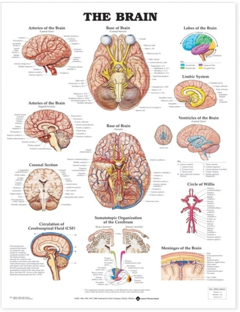 The Brain Anatomical Chart (Wallchart)