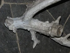 rare freak deer shed possibly 2 burrs & pedicle whitetail 1 of a kind