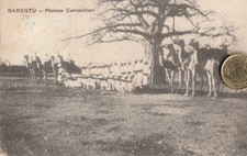 661/ SC. 1 - COLONIALI - BARENTU (ERITREA) - PLOTONE CAMMELLIERI