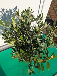 welchen dnger fr rhododendron COMPO BIO Rhododendron- und Hortensien Langzeit-Dnger mit Schafwolle  kaufen
