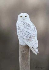 Snowy Owl on Post by Matthew Huras Fine Art Print Wildlife Bird Nature 17x23