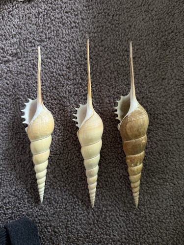 Set of 3 Natural Spiny Strombus Shells, Collectible Long Spires