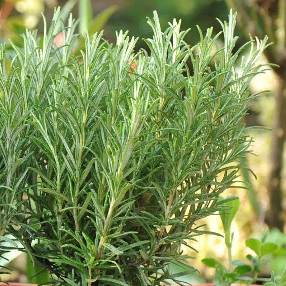 3 x Barbeque Rosemary Herb Plants in 9cm Pots - Fresh BBQ Rosemary Plants image 2